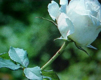 100 Couleurs Mélangées Coleus Arc En Ciel Mélangent De