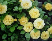 Fragrance Climbing Baby YELLOW Thornless ROSE Flower Seeds. 6 seeds per Package. Perennial Will Bloom For Years.