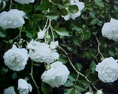 Fragrance Climbing BABY WHITE Thornless ROSE Flower Seeds Baby White Blooms Of Color. Perennial Will Bloom For Years 6 Seeds Per Package
