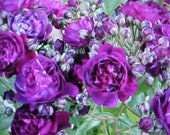 Fragrance Climbing BABY PURPLE Thornless ROSE Flower Seeds Baby Purple Blooms Of Color. Perennial Will Bloom For Years 6 Seeds Per Package