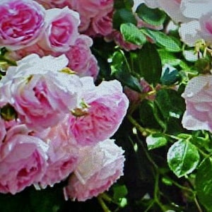 Fragrance Climbing BABY PINK Thornless ROSE Flower Seeds  Baby Pink Blooms Of Color.  Perennial Will Bloom For Years