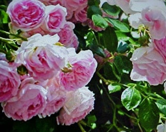 Fragrance Climbing BABY PINK Thornless ROSE Flower Seeds  Baby Pink Blooms Of Color.  Perennial Will Bloom For Years