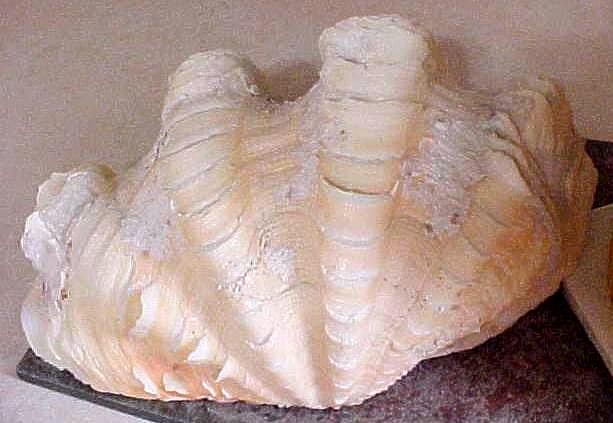 Genuine Large CLAM SHELL Natural Sea Ocean Specimen Unique Stunning ...