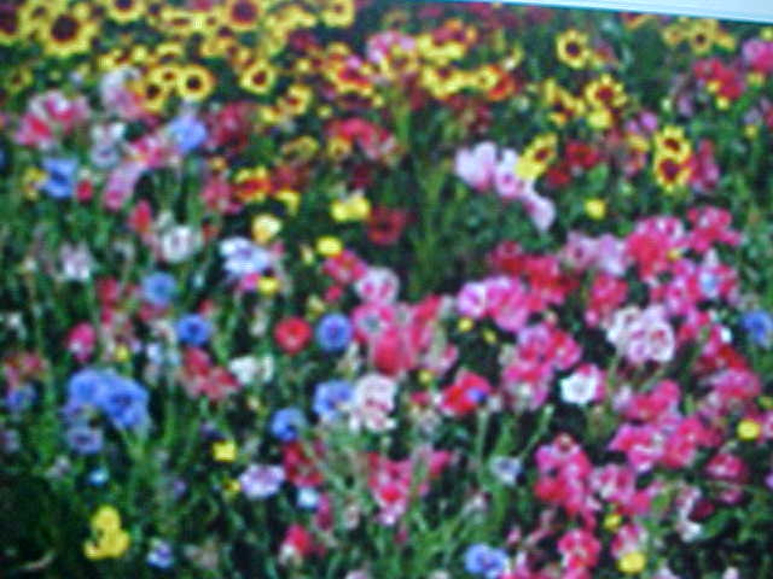 Etsy Perennial wildflower seeds. 22 variety seed mixture. 800 Etsy