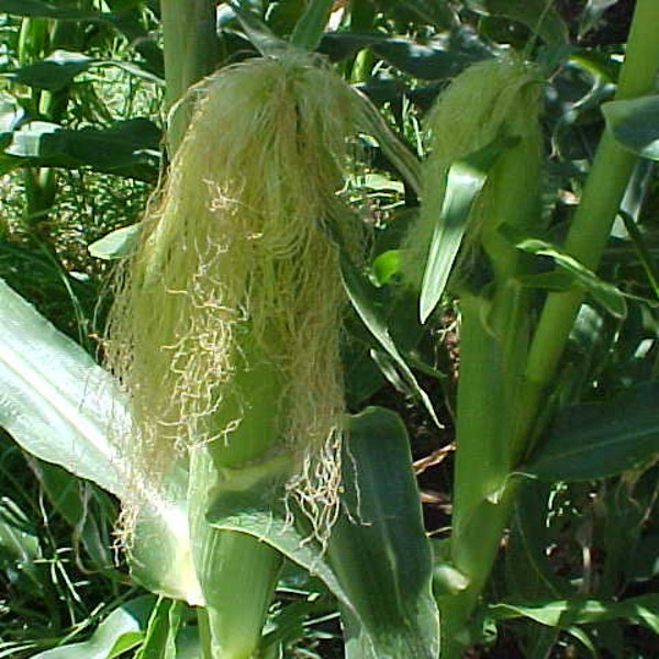 Organic Tender Ears Of  Fresh YELLOW SWEET CORN Seeds.  Great For Eating Off The Cob, Roasting, Grilling, Canning, Freezing, etc