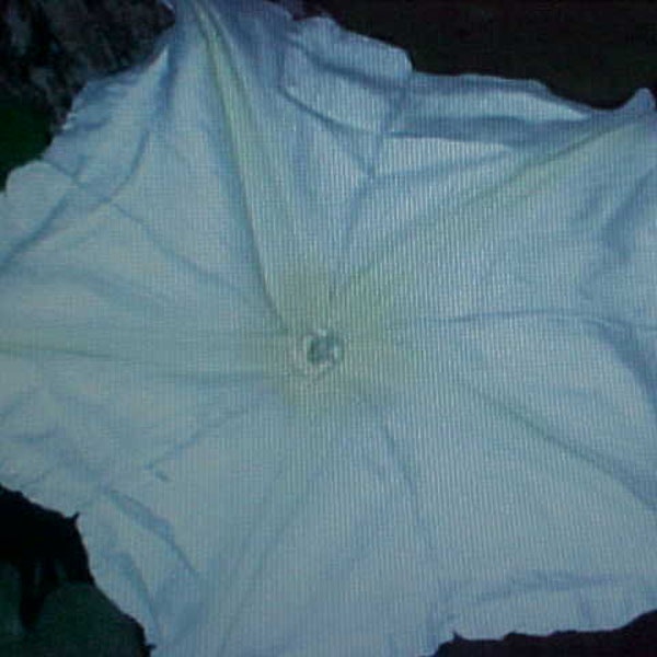 WHITE MOONFLOWER Seeds.  Vine Grower.  Very Appealing Dense Clusters of White up to 6 Inch Flower BLOOMS. Very Fragrant.  Open At Early Dusk