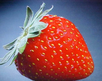 Large Sweet WONDER STRAWBERRY SEEDS  Perennial  Have Your Own Berries Fresh Every Year.
