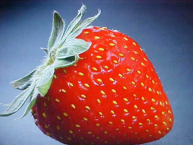 Best Of 15 Super Giant Sweet Strawberry 15 Seeds Best Seeds High Germination. 