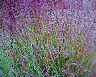 Prairie Fire Red SWITCH GRASS Seeds Textured Plant Look For All Landscape & Gardens. Perennial Will Re-Seed Itself and Come Back Each Year!!