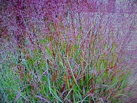 Prairie Fire Red SWITCH GRASS Seeds Textured Plant Look For All Landscape & Gardens. Perennial Will Re-Seed Itself and Come Back Each Year!!