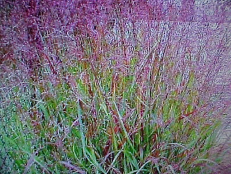 May include: A close-up of a patch of purple and green ornamental grass. The grass is tall and feathery, with a soft, delicate texture.