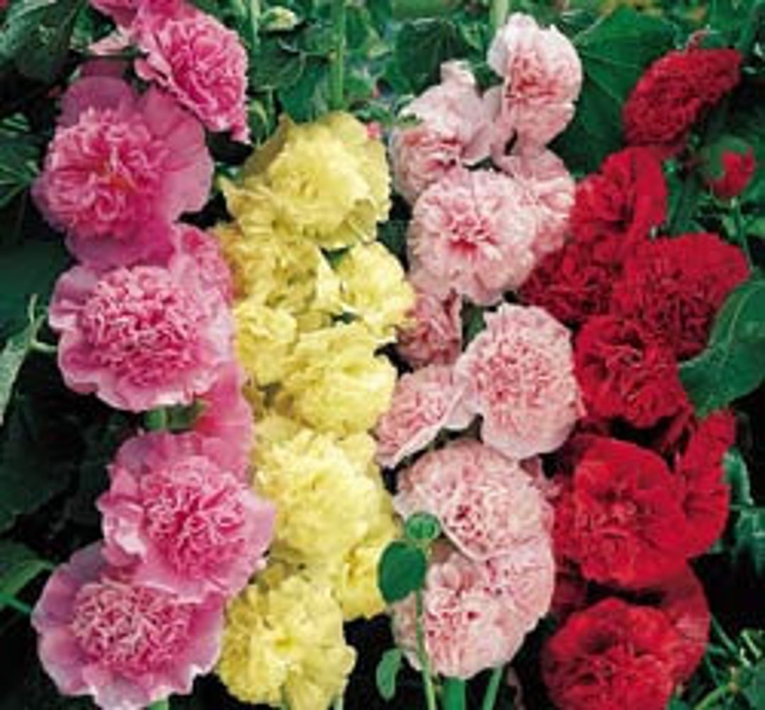 HOLLYHOCK CHARTER DOUBLE Blooms Flower Seeds Magnificent Pink Red