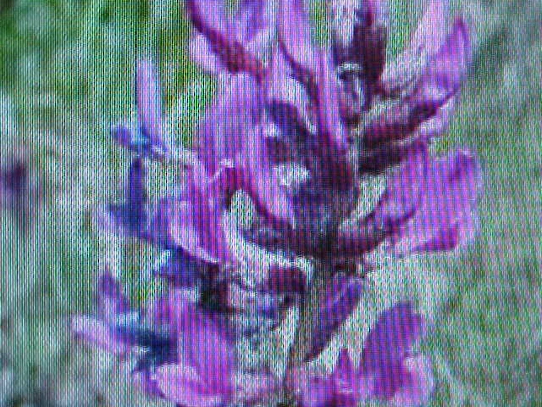 100+ Rocky Mountain Bee Plant Seeds - Native Wildflower For Pollinator Gardens