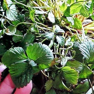 May include: Close-up of a green leafy plant with brown stems. The plant has a lush, full appearance with many leaves.