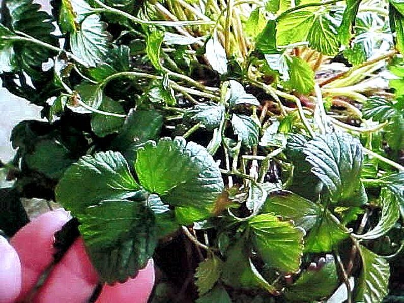 May include: Close-up of a green leafy plant with brown stems. The plant has a lush, full appearance with many leaves.