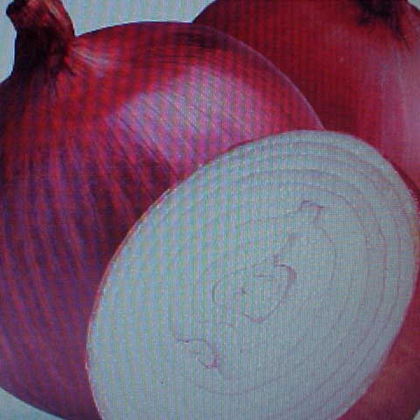 Large Sweet RED ONION SEEDS  American Favorite Hamburger Onion