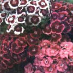 May include: A close-up of a mix of pink, white, and dark red flowers. The flowers have a ruffled appearance and are clustered together.