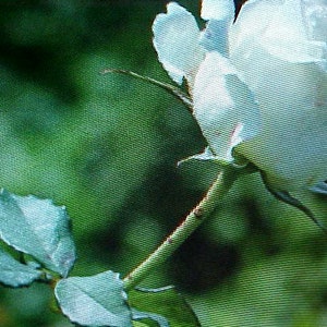 Fragrance Large KENNEDY WHITE ROSE Flower Seeds  Large White Blooms Of Color. A Favorite Perennial Will Bloom For Years