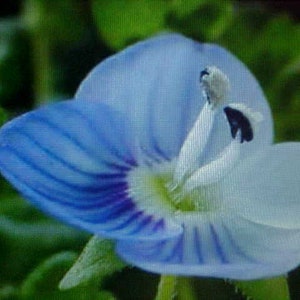 One Ounce ( 1/16 Pound )  BIRDS EYE Flower Seed.   Sweet Fragrant  Soft Large 4 To 5 Petals Per Bloom With Lavender-Blue And White Blooms.