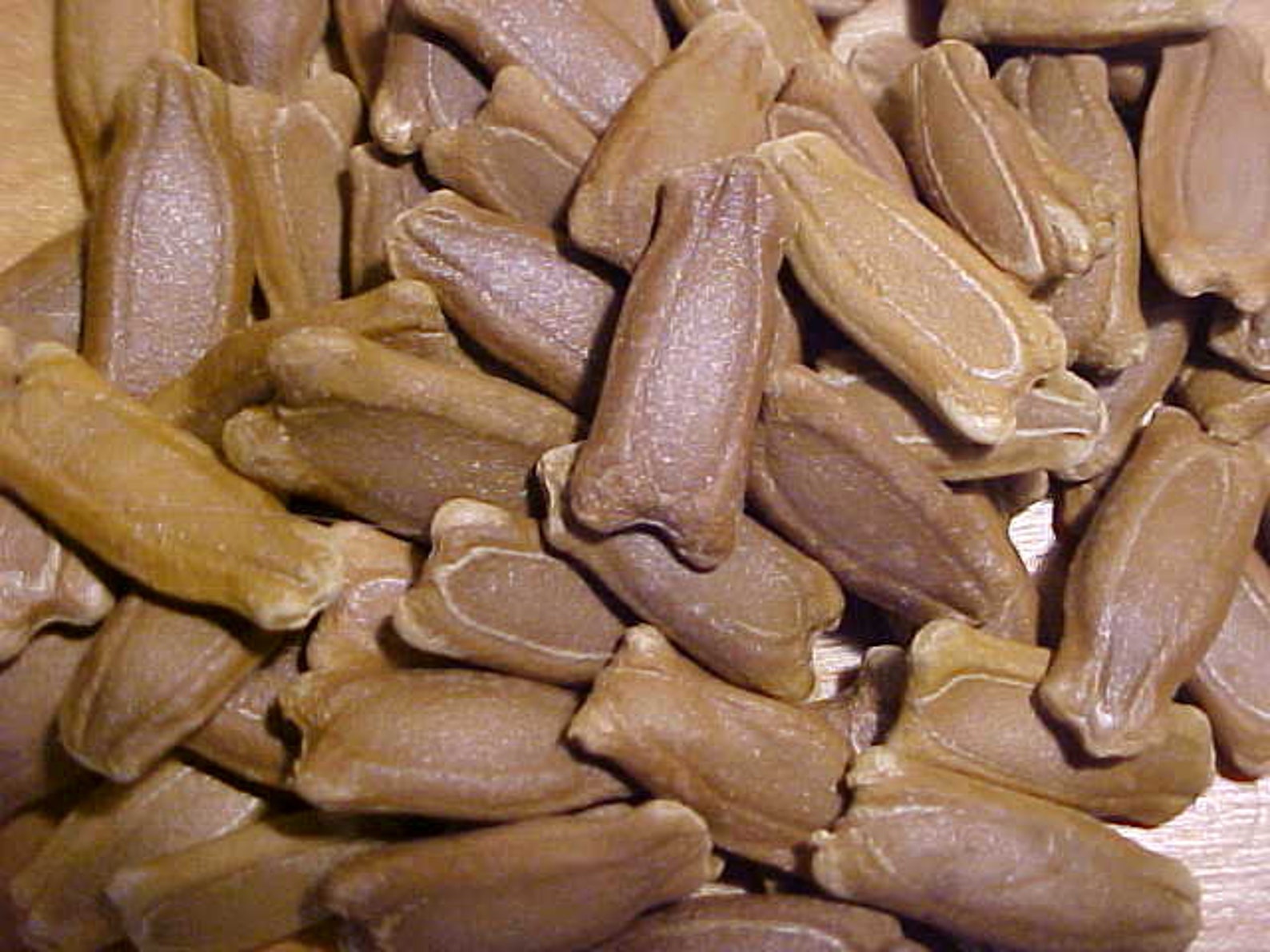 BIRD HOUSE GOURD Seeds. Decorative Large Gourd. Fun Cool Make Etsy