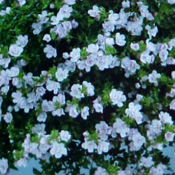 HANGING BASKET of WHITE Purity Flower Seeds. 100 Seeds Per Package.  Great For Low Ground Cover Areas Tubs Window Sills Rock Gardens Borders