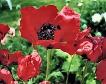 DWARF California RED POPPY Flower Seeds.   Brillant Stunning Red Blooms.  Butterflies Love This Flower. Lite Fragrance. Favored Flower Plant