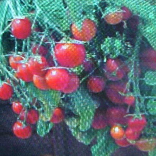No Room? MINIATURE Red TOMATO SEEDS. Plant Indoor or Outdoor. Great In Pots  Containers  Hanging Baskets Windows or Outside.