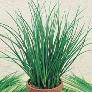 HERB CHIVE SEED Excellent Garden Herb. Wonderful Herb In The Kitchen Multi Purpose Use.
