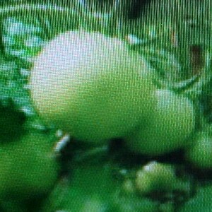 May include: Close-up of a green tomato plant with several large, unripe tomatoes.