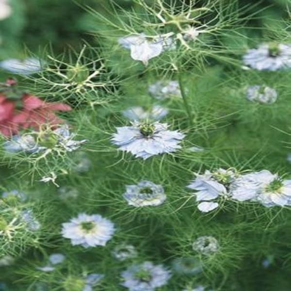 Love-In-The-Mist Flower Seed.  Brillant White with Hit Of Blue-Mist-Hue. Serrated Edges.  500 Seeds Per Package. Buy-One-Get-One-Free-Offer.