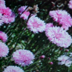BACHLOR BUTTON PINK Flower Seeds.  Stunning Pink Blooms.   300 Seeds Per Package.