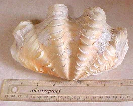 Genuine Large CLAM SHELL Natural Sea Ocean Specimen Unique Stunning ...