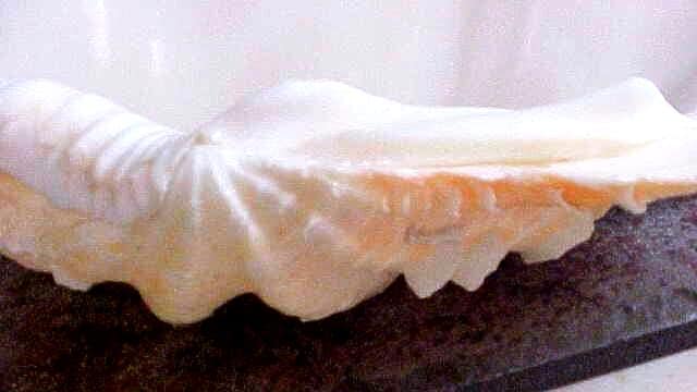 Genuine Large CLAM SHELL Natural Sea Ocean Specimen Unique Stunning ...