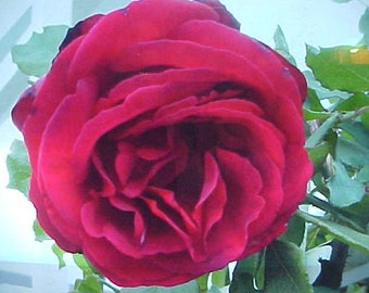 Fragrance RED ROSE Flower Seed Large RED Blooms Of Color. A Garden Favorite. Perennial Will Bloom For Years.