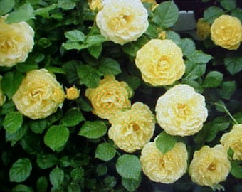 Fragrance Climbing Baby YELLOW Thornless ROSE Flower Seeds.  Perennial Will Bloom For Years.