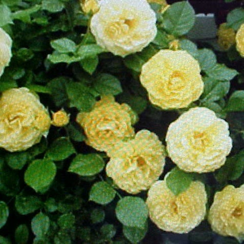 Fragrance Climbing Baby YELLOW Thornless ROSE Flower Seeds.  Perennial Will Bloom For Years.