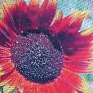RAINBOW SUNFLOWER Seeds  Variety Hues Of Yellow Orange To Redish Purple.  Stunning For Garden Fence Side Of House Areas