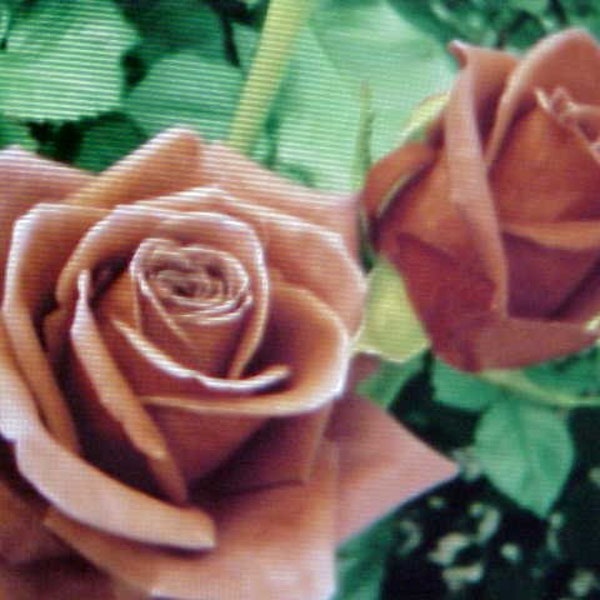 Fragrance  BROWN ROSE  Flower Seed Large Brown Blooms Of Color.   A Garden Favorite.  Perennial Will Bloom For Years.