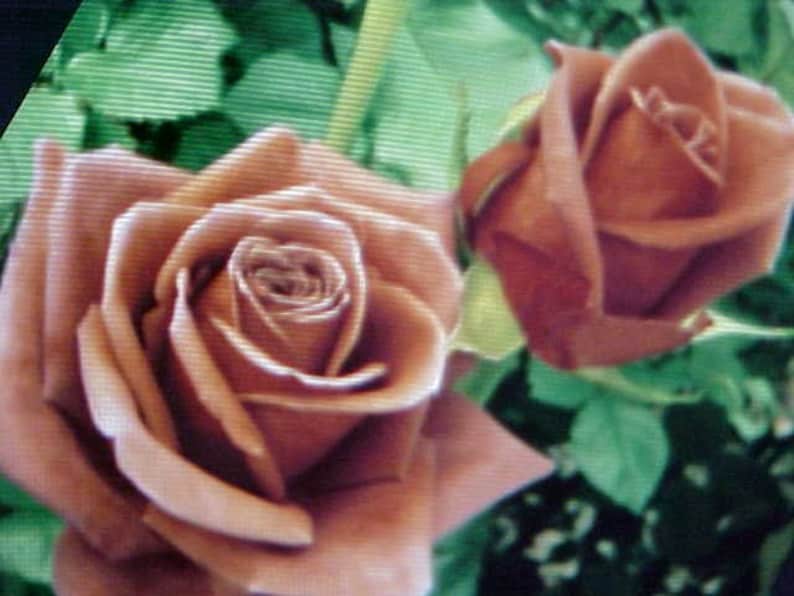 Fragrance BROWN ROSE Flower Seed Large Brown Blooms Of Etsy