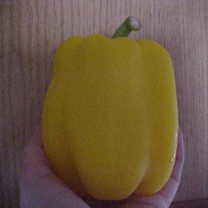 Organic Sweet Very Large YELLOW BELL PEPPER Seeds