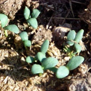 May include: Close-up of several small, green seedlings emerging from brown soil. The young plants have rounded, light green leaves and are clustered together, suggesting new growth in a garden or natural setting.