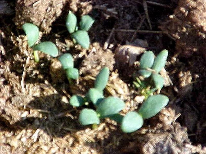 May include: Close-up of several small, green seedlings emerging from brown soil. The young plants have rounded, light green leaves and are clustered together, suggesting new growth in a garden or natural setting.