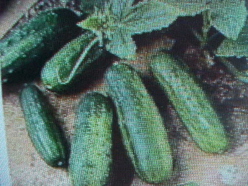 MINIATURE CUCUMBER SEEDS No Room Great In Pots Containers Hanging Baskets Windows or Outside 10 Seed Per Pack Can Plant Indoor or Outdoor