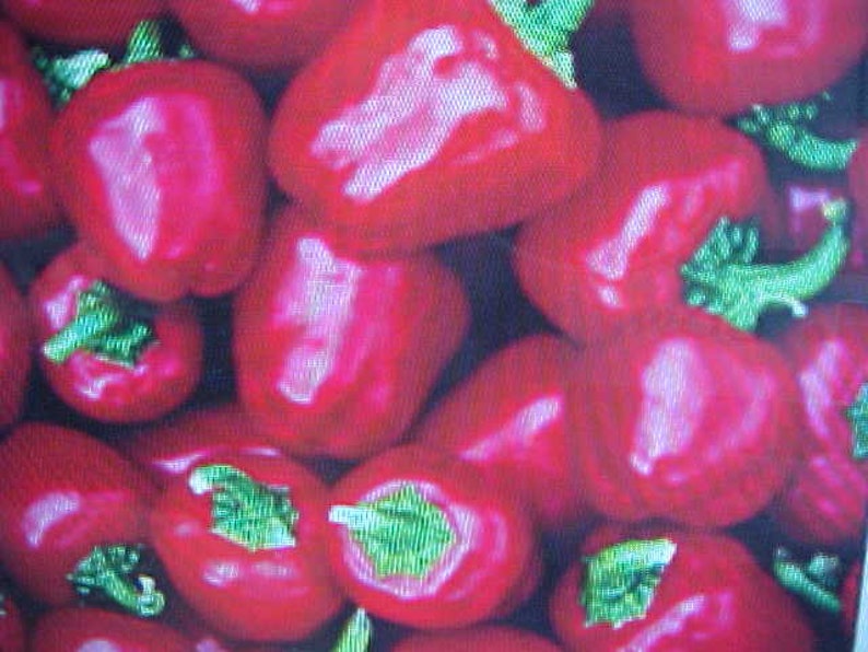 MINIATURE Red BELL PEPPER Seeds Plant Indoor or Outdoor Great In Pots Containers Hanging Baskets Windows or Outside 6 Seeds Per Pack