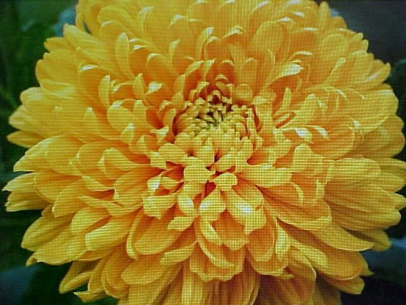 CHRYSANTHEMUM Flower Seeds Known as the Goddess. asteraceae Etsy