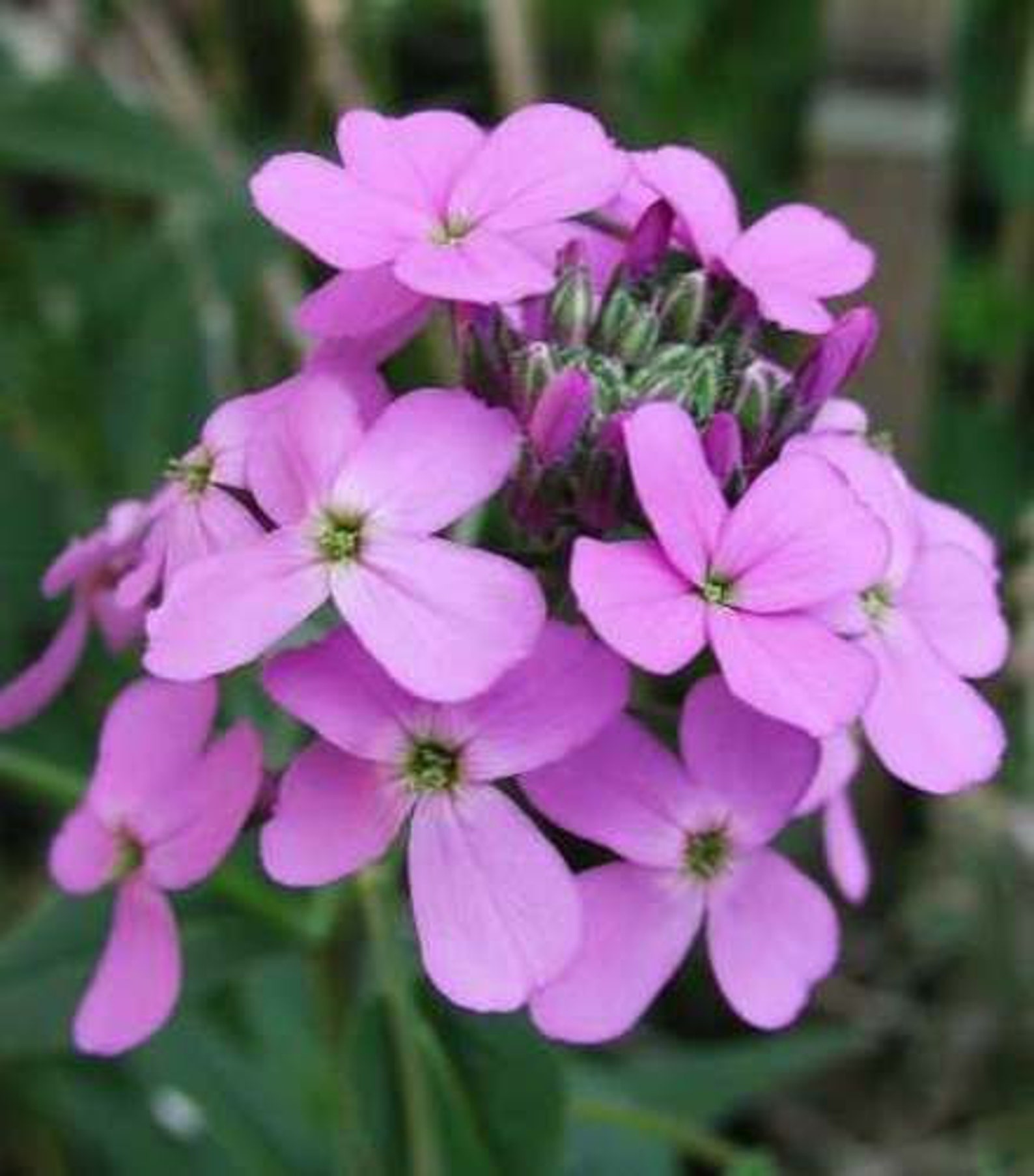 DAME'S ROCKET Flower Seed. Sweet Fragrant Stunning Bloom Etsy