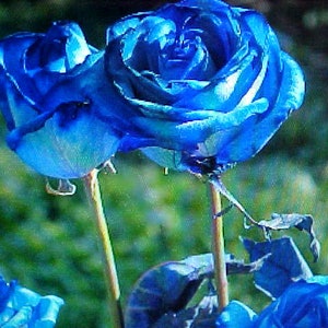 Fragrance BLUE Pacific ROSE Flower Seeds Large Blue Blooms Of Color A Garden Favorite. Perennial Will Bloom For Years