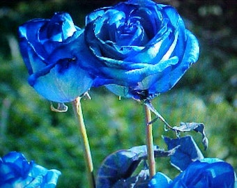 Fragrance BLUE Pacific ROSE Flower Seeds Large Blue Blooms Of Color A Garden Favorite. Perennial Will Bloom For Years