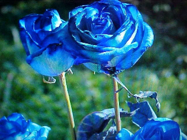 Fragrance BLUE Pacific ROSE Flower Seeds Large Blue Blooms of