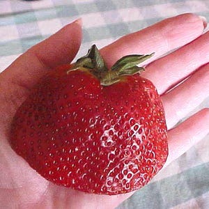 May include: A large, ripe, red strawberry with green leaves on top, held in a hand.